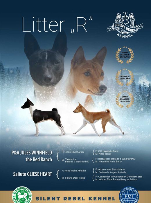 Szczenię suczka basenji FCI