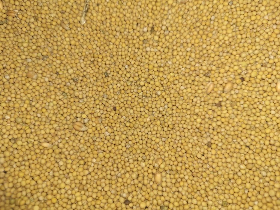 Gorczyca na ziarno lub na poplon