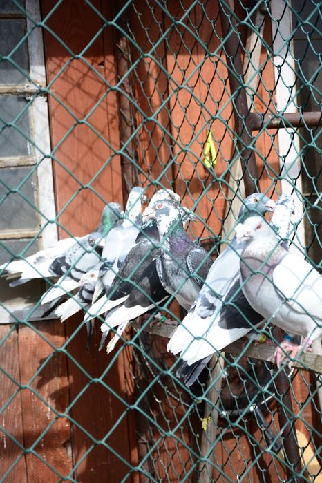 Gołębie Staropolskie