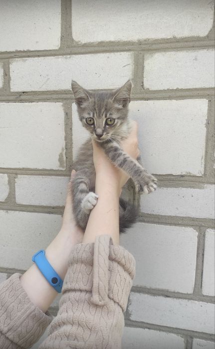 Руденьке сонечко та сірий тигрик шукають дім! Кошенята (4 міс.) у добрі руки