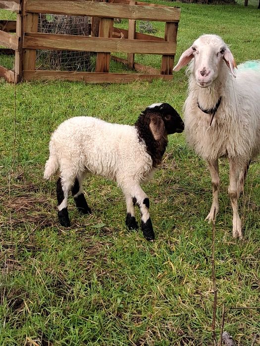 Carneiro Awassi assaf cor excepcional