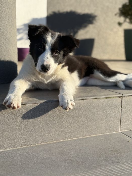 Border Collie o imieniu Lusi