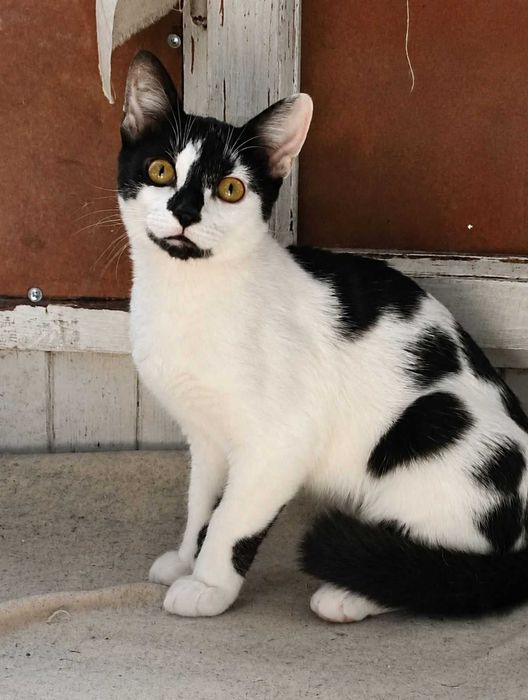 Котик хлопчик 4міс