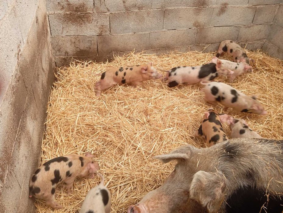 Leitões para leitões e para recria