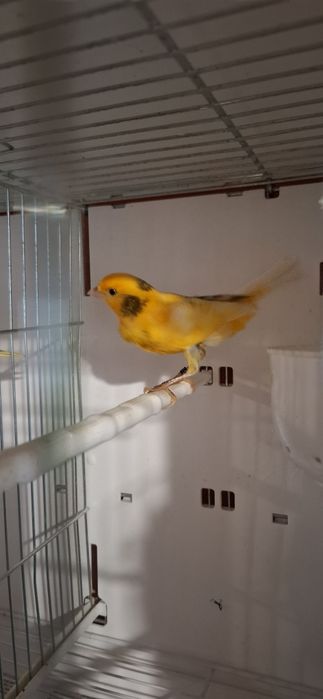 Kanarek samiec sprzedam