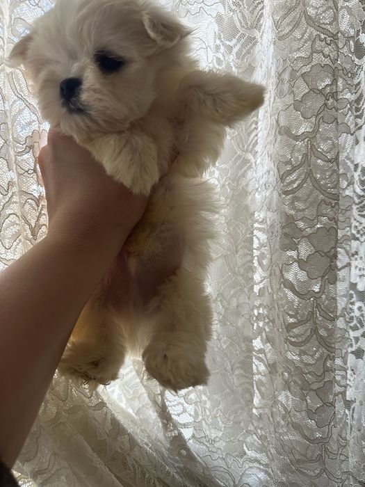 Мини мальчик мальтезе