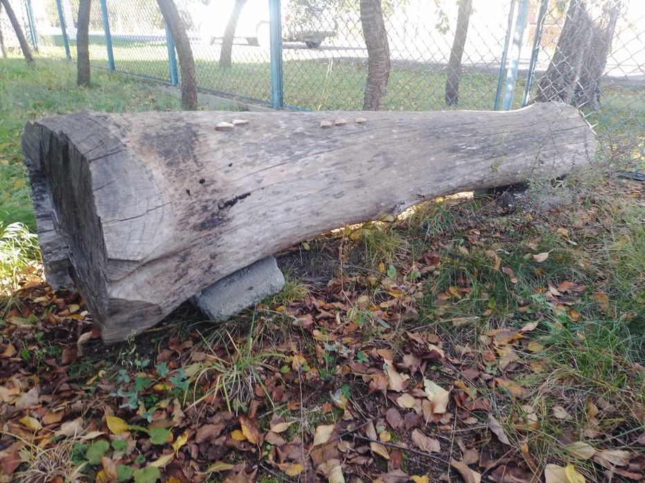 Деревина ясен (сухий)