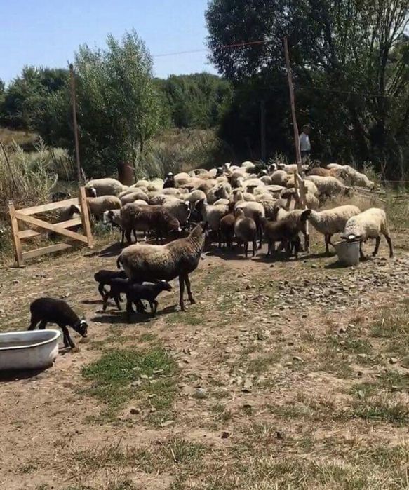 Вівці романівської породи