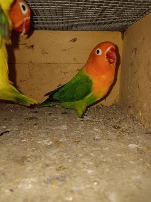 Agapornis fishers