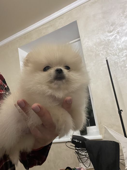 Міні шпіци хлопчик та дівчинка