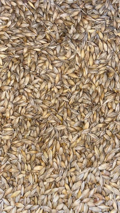 Sprzedam jęczmień jary