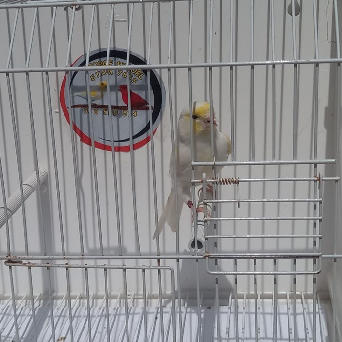 Canario mosaico amarelo