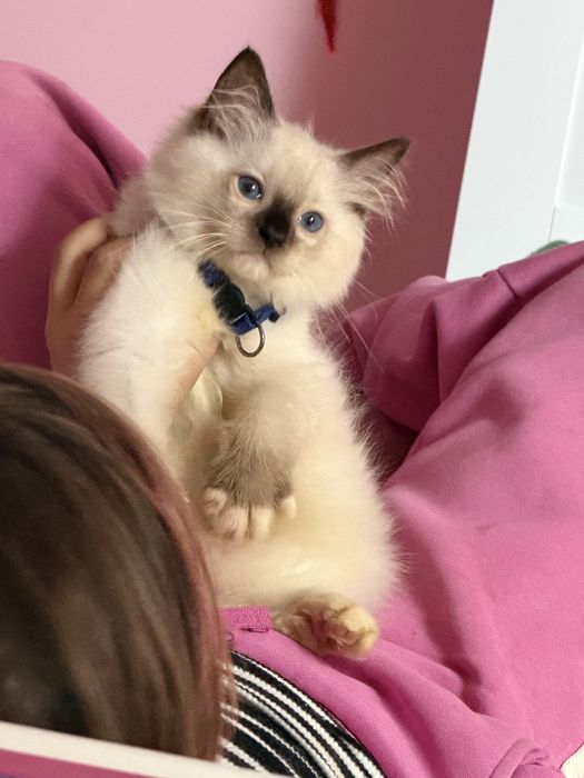 Ragdoll  Ragdolle FPL /FIFE prawdziwy rodowod Duza wyprawka