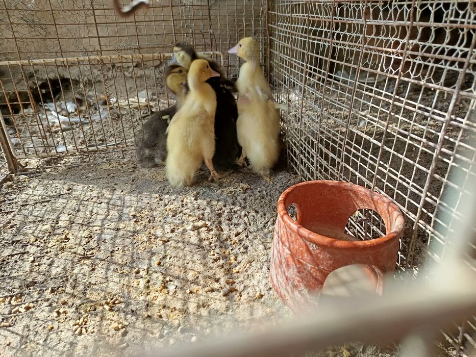 Vendo patos mudos