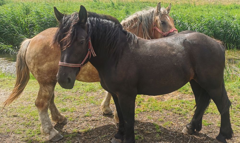klacz zimnokrwista, 2- latka