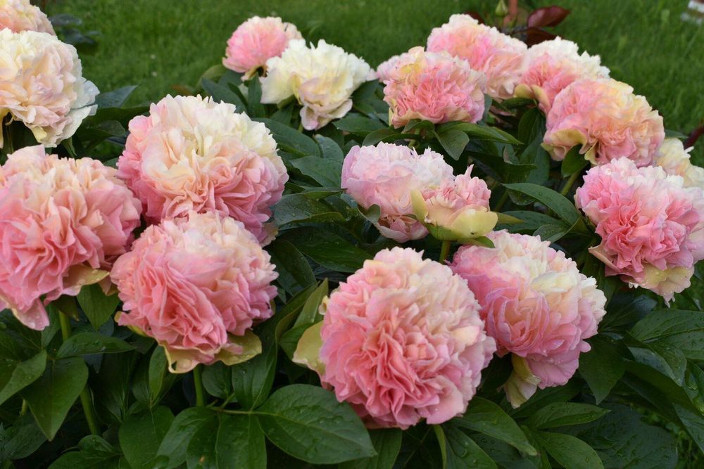 Пион Lois Choice