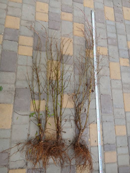 Саженцы граната 3-летние, плодоносящий сорт