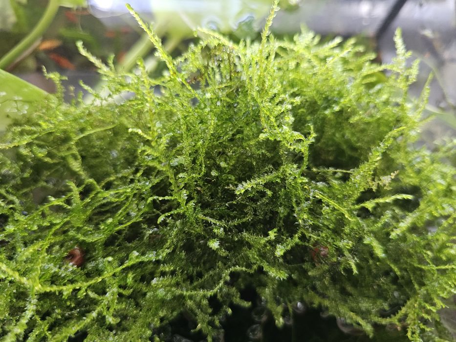 Mech do akwarium sprzedam.