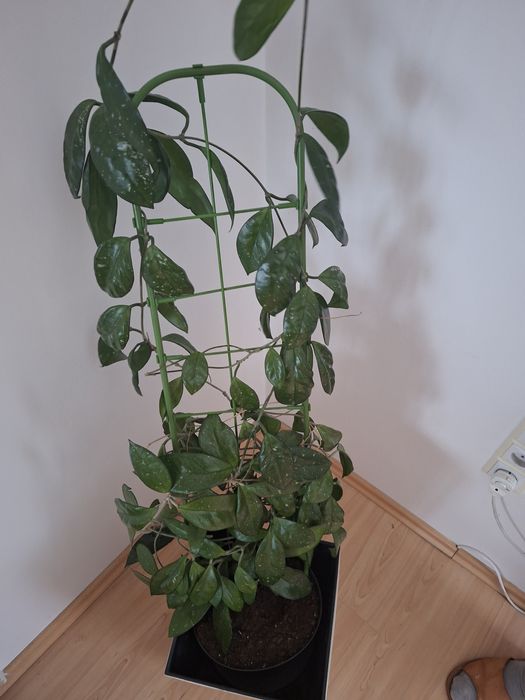 Kwiat doniczkowy Hoja