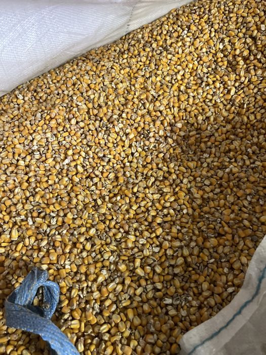 Milho da campanha 2025