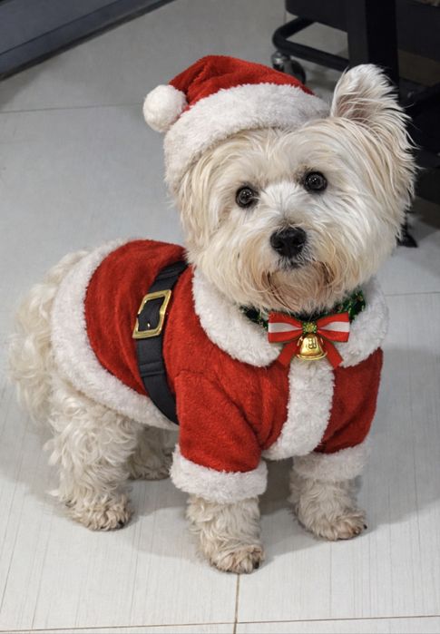 Procura-se cadela para acasalar West Highland White Terrier