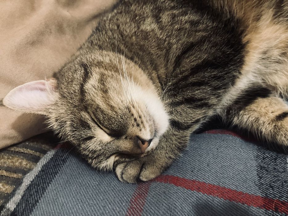 Отдам  бесплатно