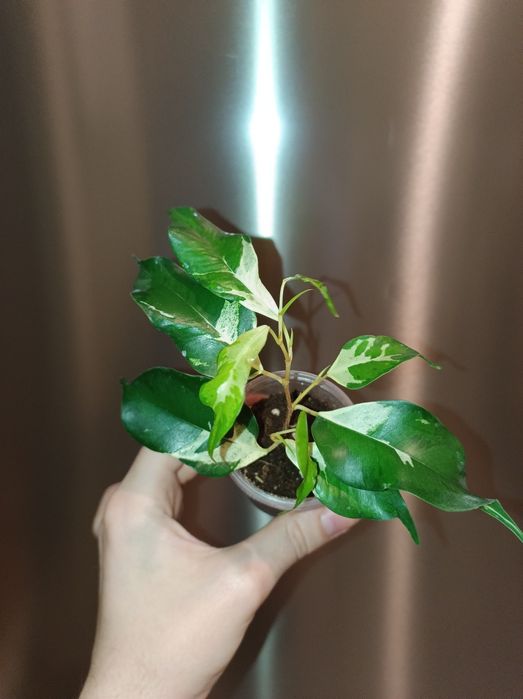 Фікус Бенджаміна Кьорлі Curly / Курлі