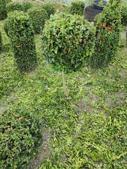 Bukszpany pani Julity. Różne kształty i wymiary.