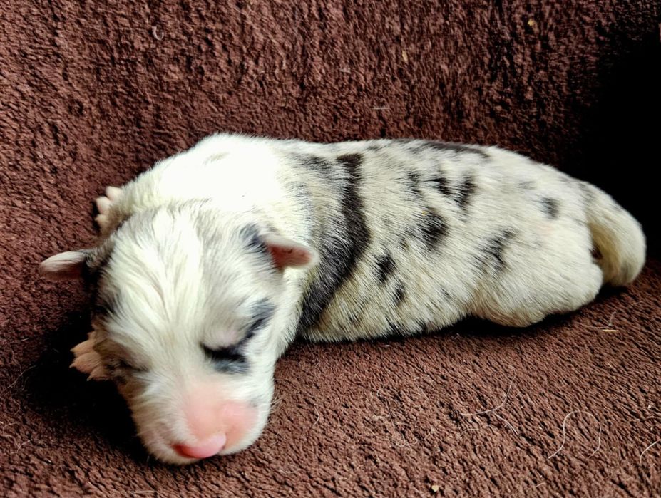 Border Collie ZKwP FCI