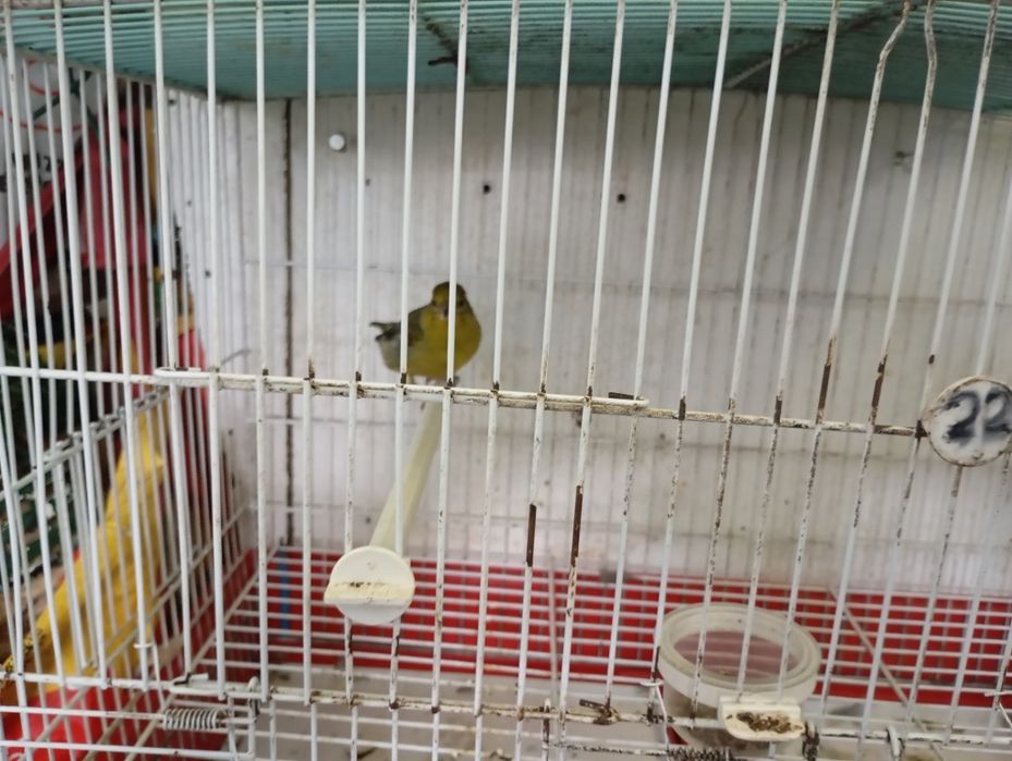 Canária vs megealicanos