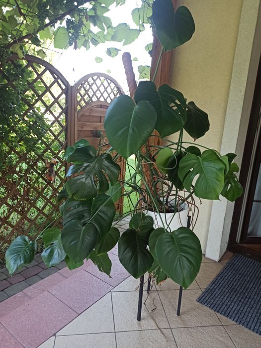 Monstera  roślina