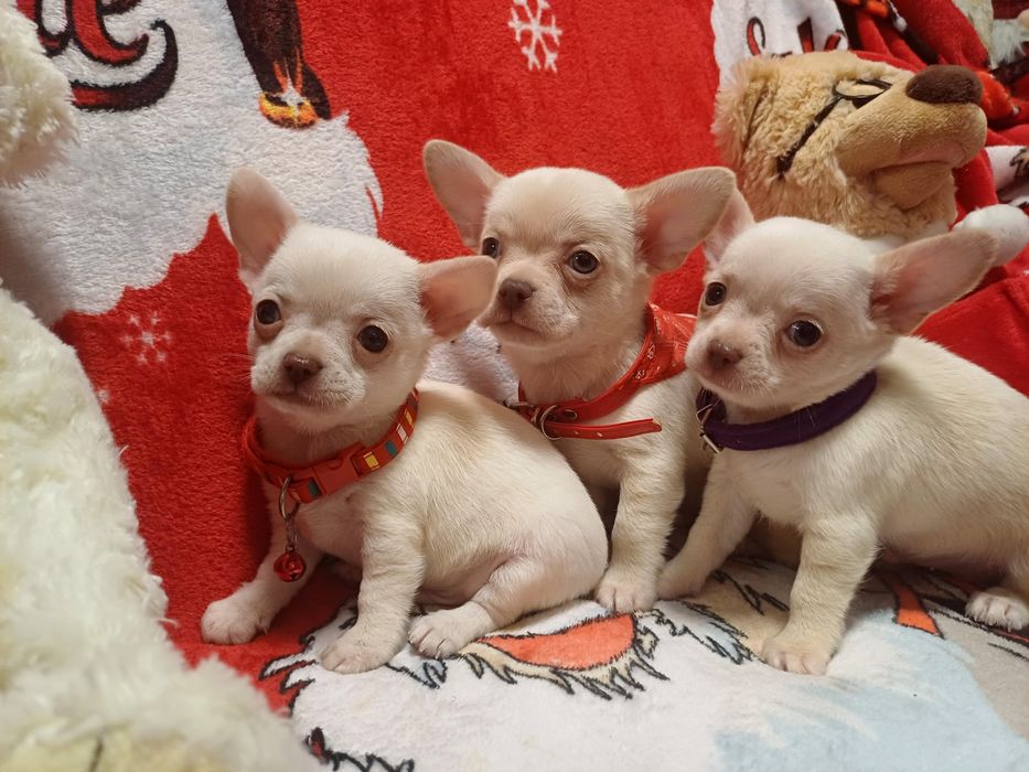 Мальчишки небольшого размера во взрослом.