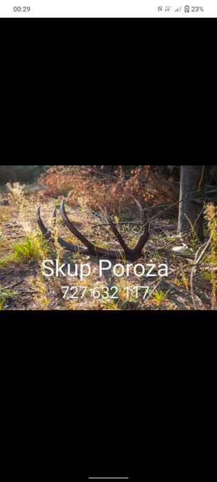 Skup Poroża (Rogów) Jeleń/Daniel/Łoś