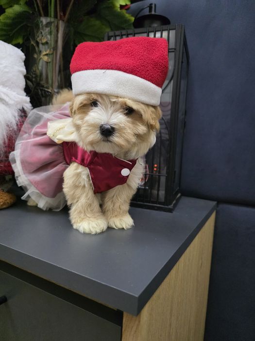 Maltipoo maleńka urocza sunieczka po mini rodzicach.