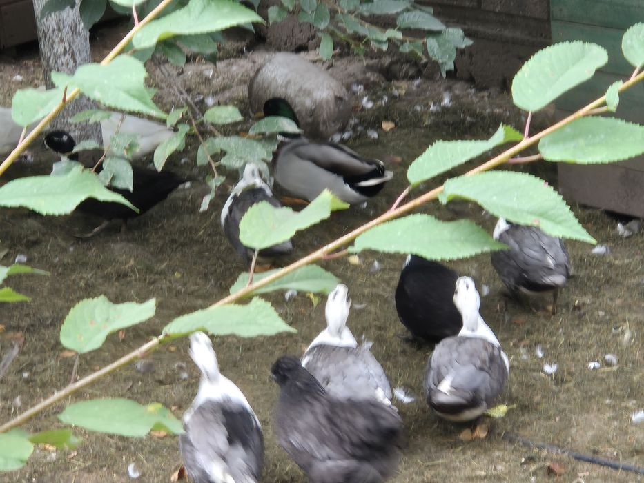 Kaczki call duck