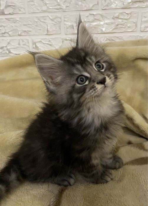 Мейн - кун кошенята