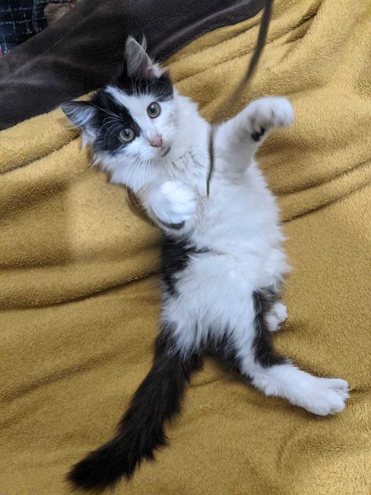 Кошеня (пушистая девочка)