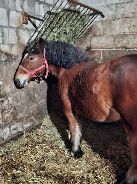 Sprzedam Źrebica zimnokrwista