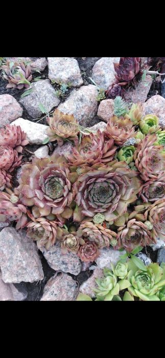 Продам кам'яні рози.