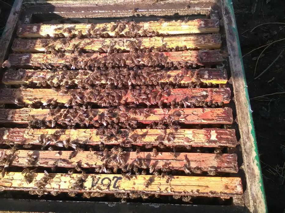 Sprzedam pszczele rodziny