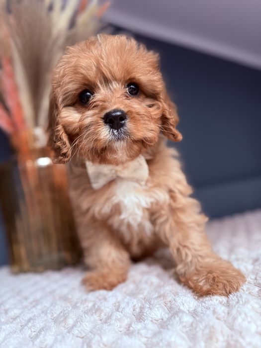 SUNIA Cavapoo do odbioru