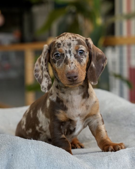 Teckel Alerquim Chocolate Miniatura Macho - Lex Pet Shop