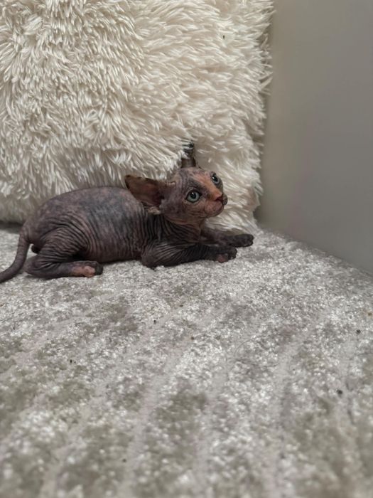 Sphynx fêmea disponivel para entrega