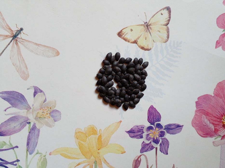 Самые свежие семена маракуйя edulis пассифлора, семена черимойя аннона