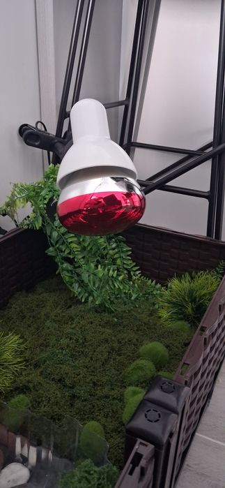 Zagowka czerwona 250WAT