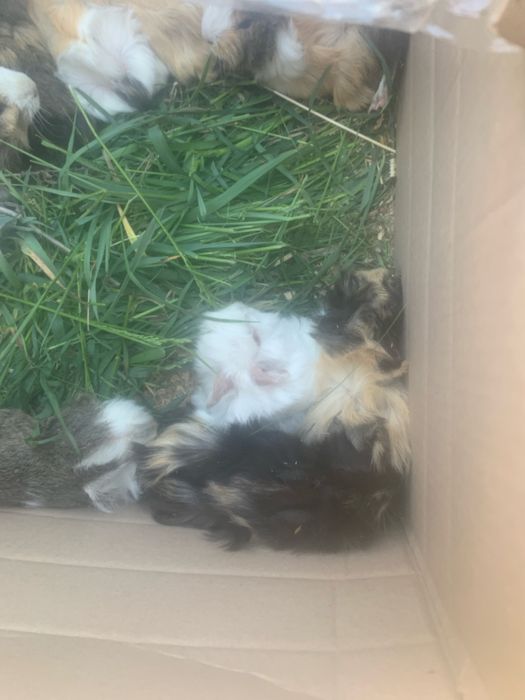 Морские свинки Хороший пітон це для дому