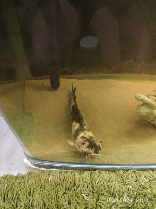 Сом 32 сантиметра