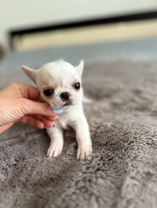 Chihuahua macho mini