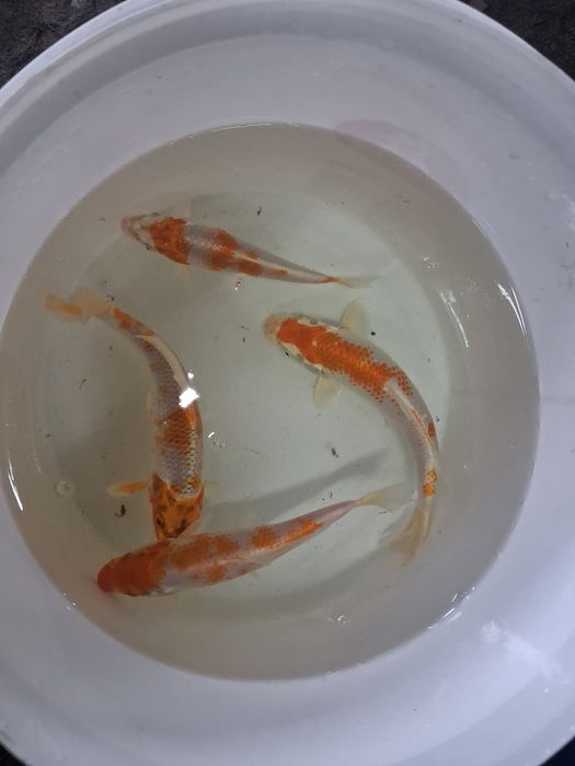 Karp koi karaś złota orfa