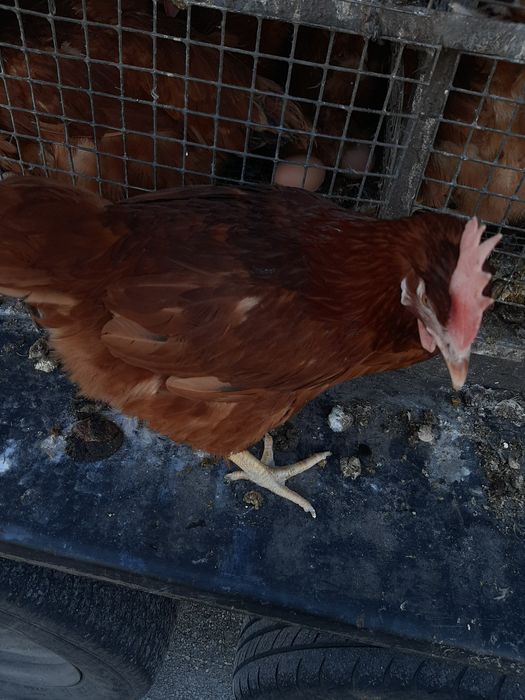 Порода ФАРМ КОЛОР молодка